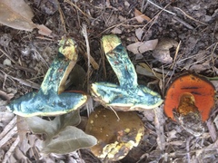 Suillellus hypocarycinus