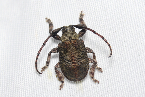 Onychocerus aculeicornis