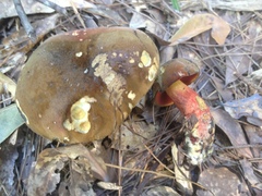 Suillellus hypocarycinus