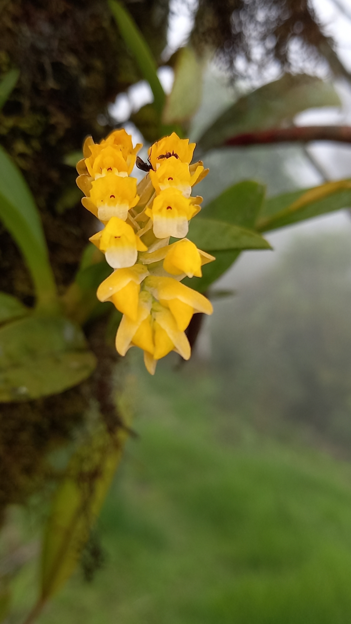 Brassia andina (Rchb.f.) M.W.Chase