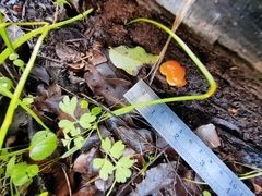 Pholiota multicingulata