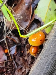Pholiota multicingulata