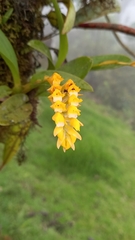 Brassia andina