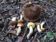 Leccinellum rugosiceps