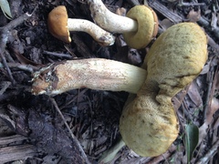 Leccinellum rugosiceps