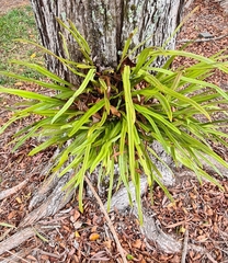 Pyrrosia longifolia