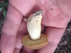 Leccinellum rugosiceps