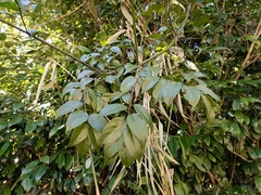 Ventilago leiocarpa
