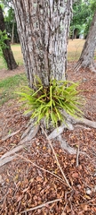 Pyrrosia longifolia