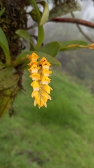 Brassia andina