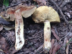 Leccinellum rugosiceps