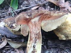 Leccinellum rugosiceps
