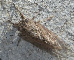 Physeema labyrinthica