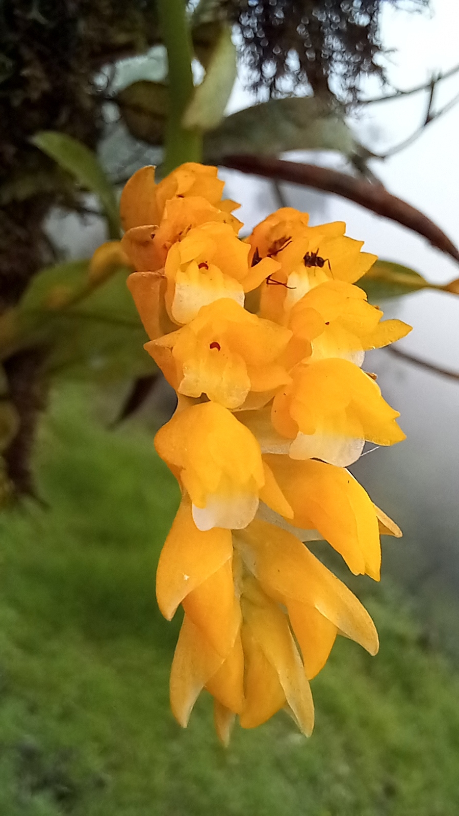 Brassia andina (Rchb.f.) M.W.Chase 3