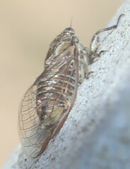 Physeema labyrinthica