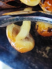 Pholiota multicingulata