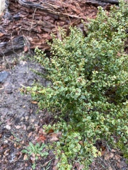 Baccharis pilularis consanguinea