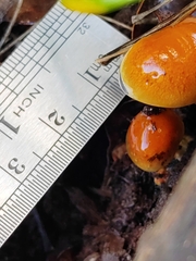 Pholiota multicingulata