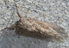 Physeema labyrinthica