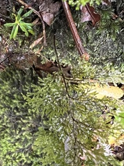 Hymenophyllum flexuosum