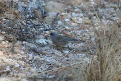 Junco hyemalis mearnsi