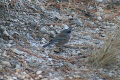 Junco hyemalis mearnsi
