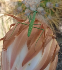 Coptopteryx gayi