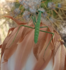 Coptopteryx gayi