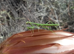 Coptopteryx gayi