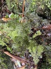Hymenophyllum flexuosum