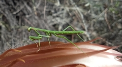 Coptopteryx gayi