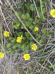Ranunculus enysii