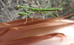 Coptopteryx gayi