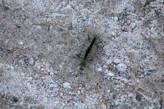 Lophocampa mixta