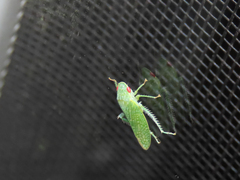 Rugosana