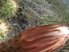 Coptopteryx gayi