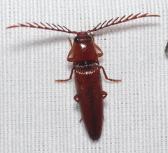 Dicrepidius palmatus