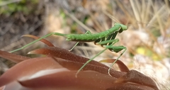 Coptopteryx gayi