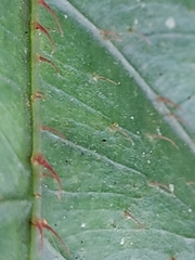 Saurauia tristyla