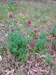 Centranthus ruber
