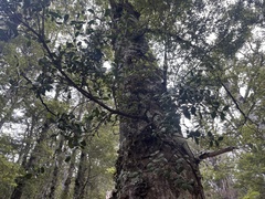 Peraxilla tetrapetala