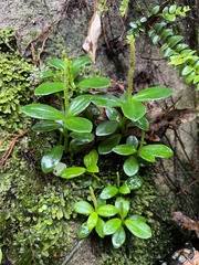 Peperomia urvilleana