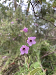 Thomasia petalocalyx