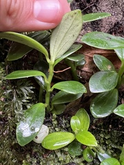 Peperomia urvilleana