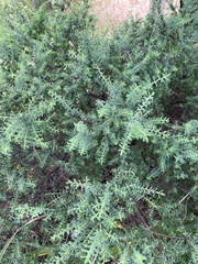 Pimelea serpyllifolia