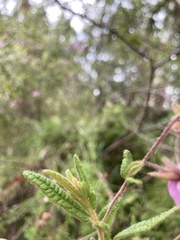 Thomasia petalocalyx
