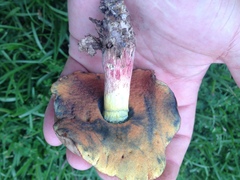 Boletus fairchildianus