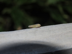Polana quadrinotata