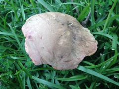 Boletus fairchildianus