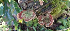 Microporus affinis
